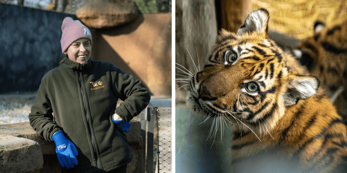Kolaż 2 zdjęć: Ewelina Kliś i jeden z tygrysów we wrocławskim zoo