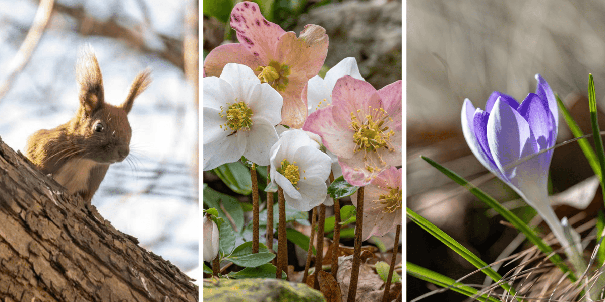 Kolaż 3 zdjęć przedstawiających Ogród Botaniczny na przełomie lutego i marca 2025 roku