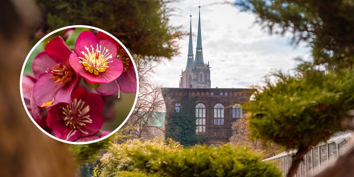 Na dużym zdjęciu Ogród Botaniczny, na małym jedna z kwitnących już roślin
