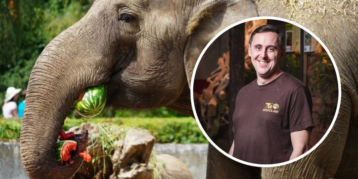 Kolaż 2 zdjęć: w kółku dr Damian Konkol,  specjalista ds żywienia zwierząt we wrocławskim zoo, w tle słonica Birma