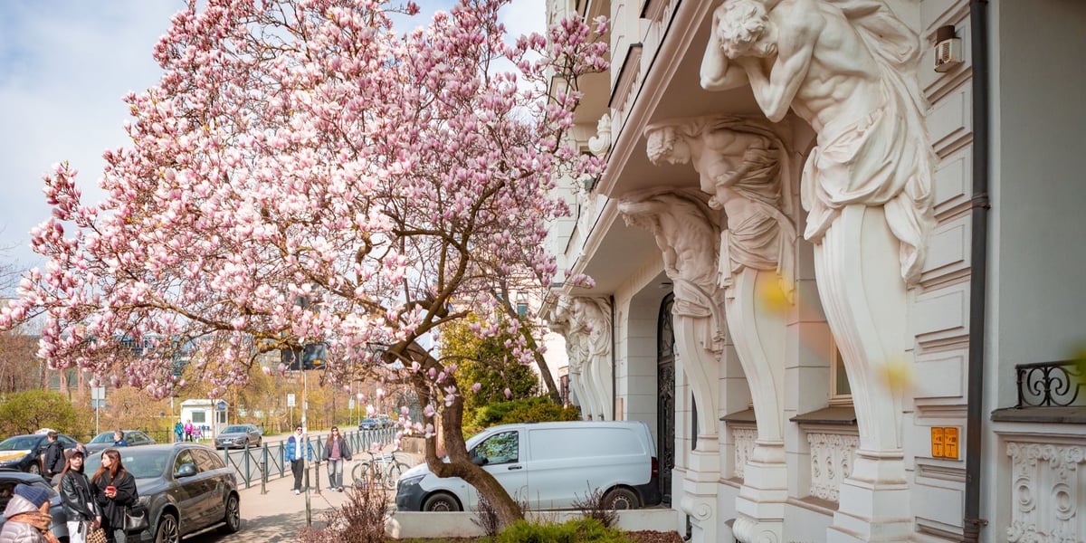 Magnolia na Podwalu