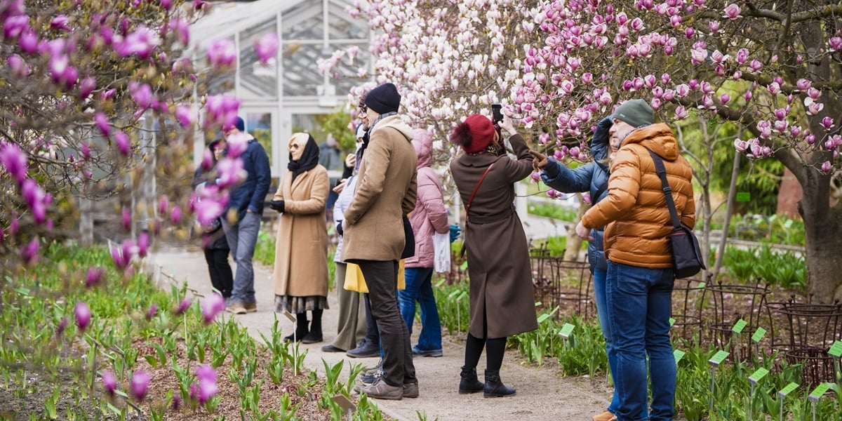Festiwal Magnolii w Ogrodzie Botanicznym UWr. Na zdjęciu spacerujące osoby między kwitnącymi jasno drzewami magnolii