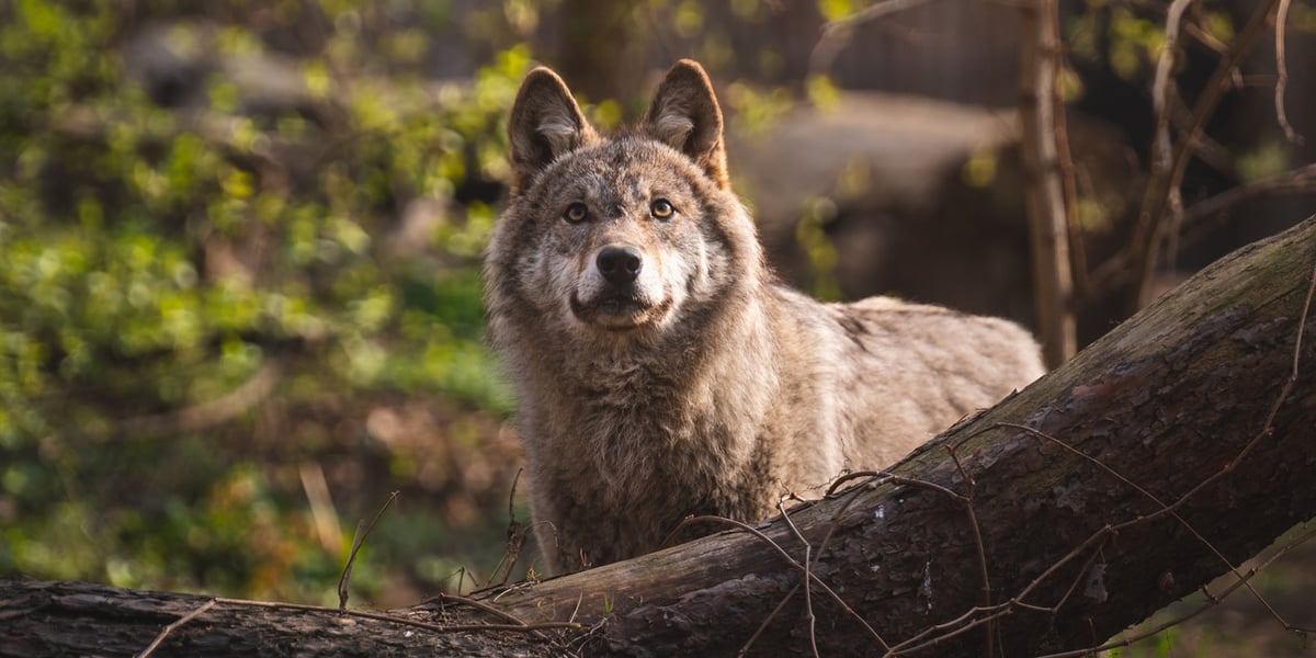 Wilk Miłek, który zamieszkał niedawno we wrocławskim zoo