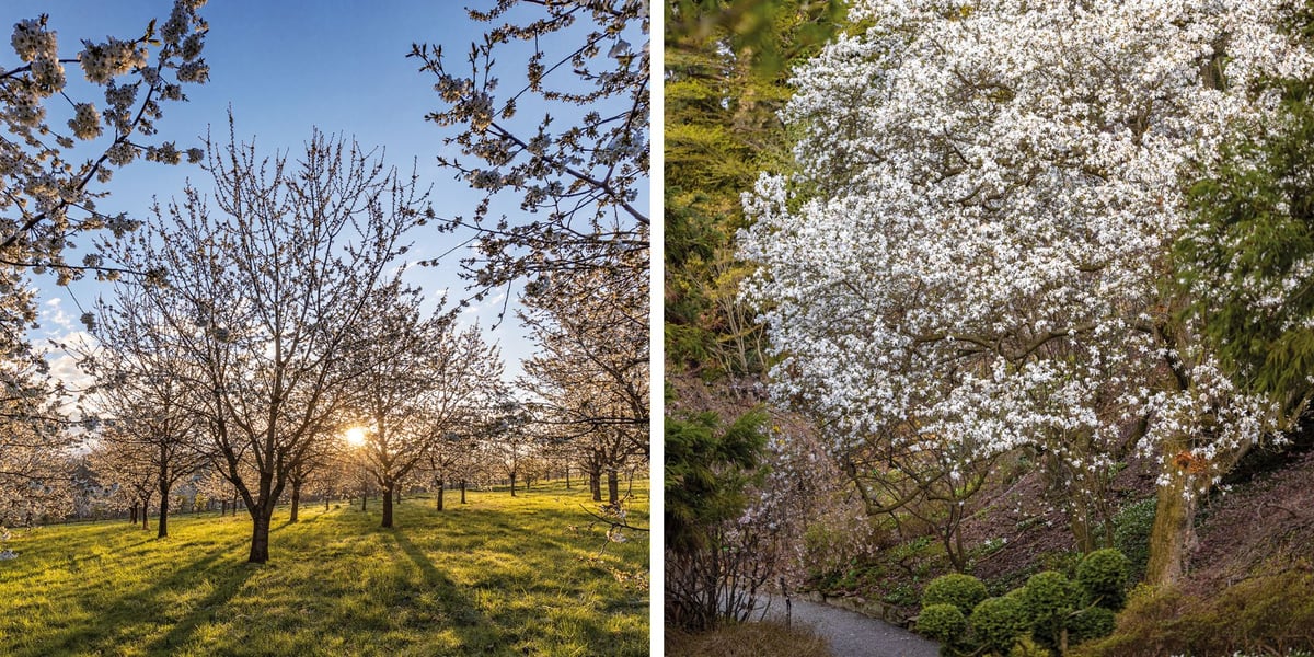 Kwitnący na biało czereśniowy sad i kwitnąca magnolia japońska w Arboretum Wojsławice