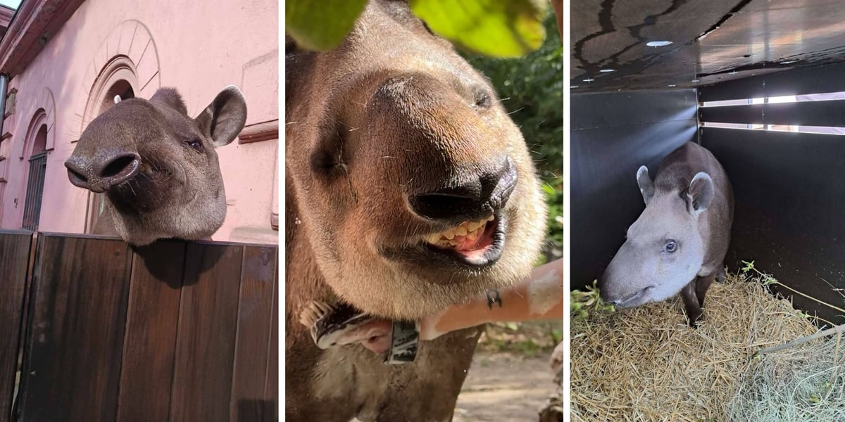 Na trzech zdjęciach tapirzyca Sara z wrocławskiego zoo, która wyjechała do Francji, gdzie dołączy do innych tapirów