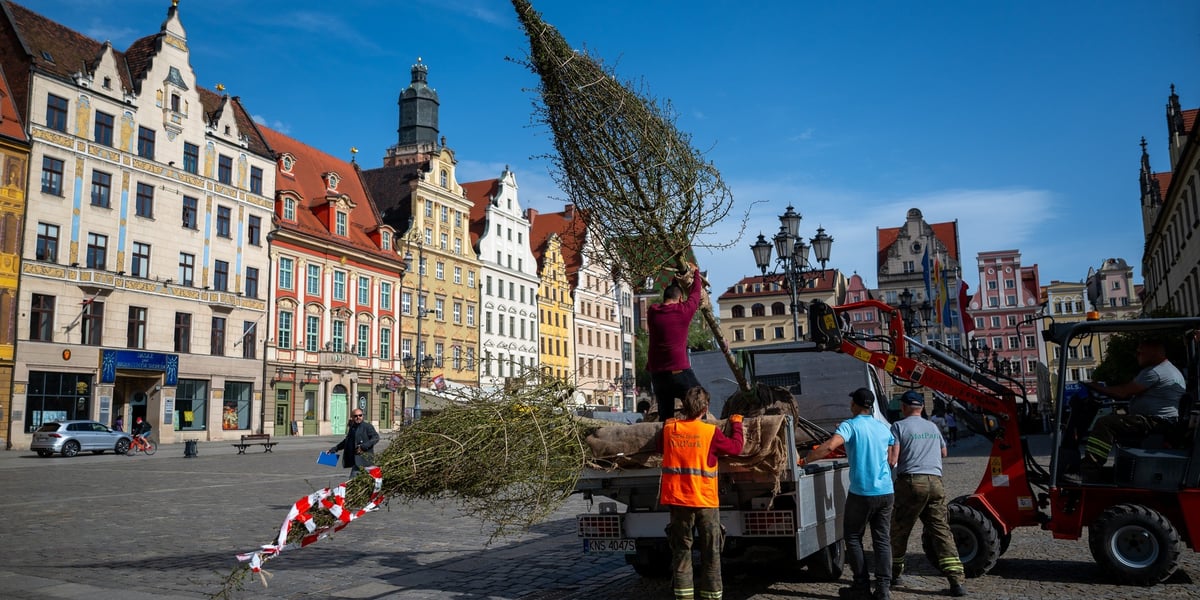 Sadzenie drzew na Rynku we Wrocławiu