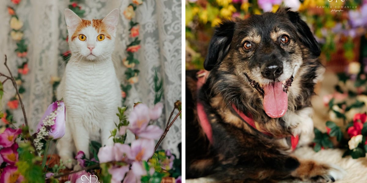 Z lewej kot Zefir, z prawej pies Dobi (m.in. te zwierzaki czekają na adopcję z wrocławskiego schroniska).