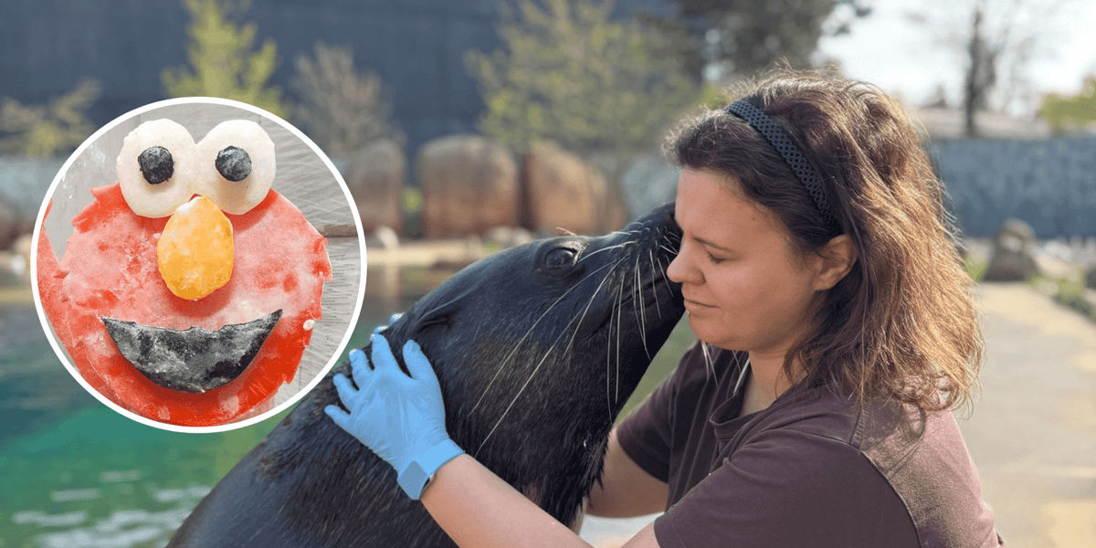 O tortach z wkładką rybną, treningu medycznym i wzbogacaniu środowiska zwierząt w zoo