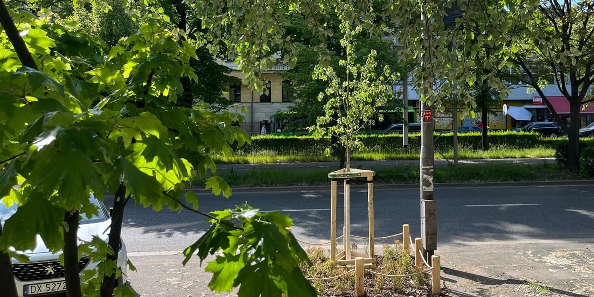 Jedno z drzewek zasadzonych w ramach wiosennych nasadzeń ZZM we Wrocławiu