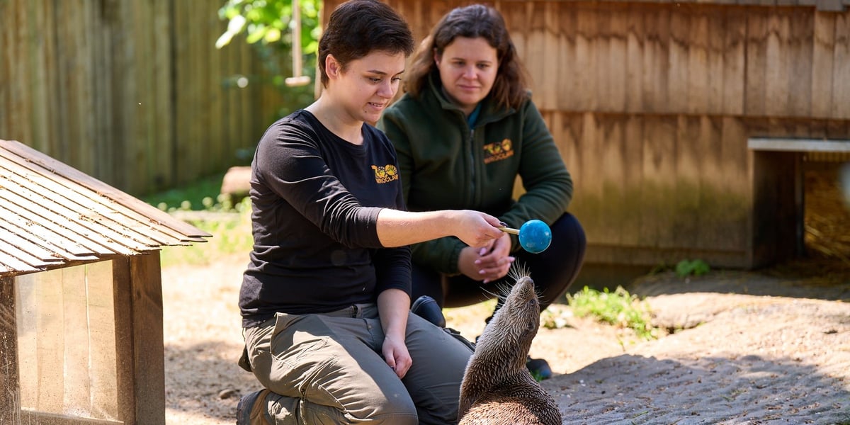 Karmienie i trening medyczny wydr, Otylii i Kajtka, mieszkających we wrocławskim zoo, na zdjęciu Katarzyna Pisula i Milena Daleczko