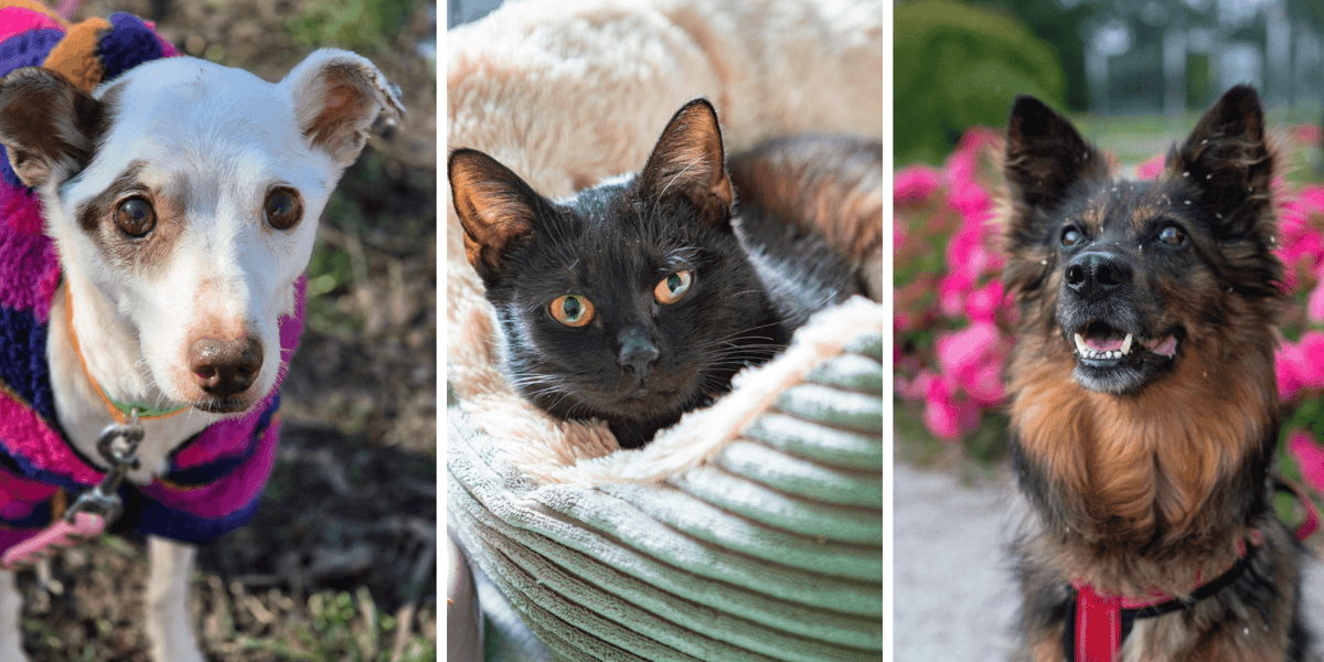 Kolaż 3 zdjęć przedstawiających zwierzęta czekające na adopcję w Ekostraży: 2 psy i 1 kota