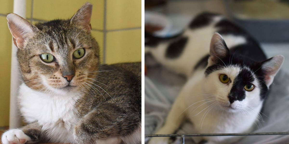 Z lewej Ferdynand, z prawej Marysia - te i wiele innych kociaków czeka na adopcję z wrocławskiego schroniska