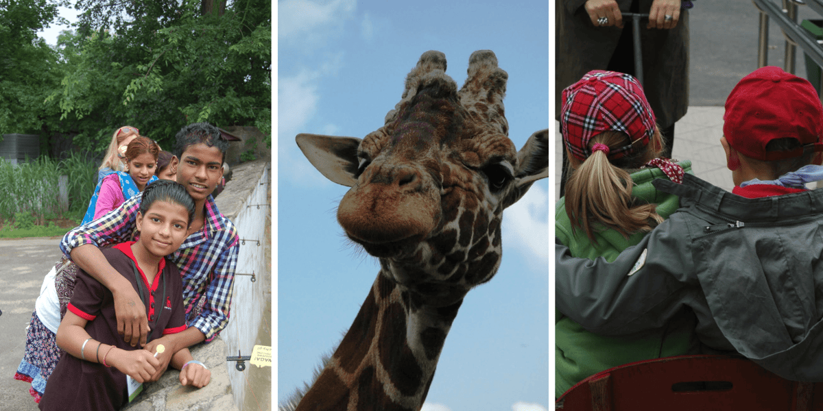 Kolaż zdjęć przedstawiających wizyty we wrocławskim zoo