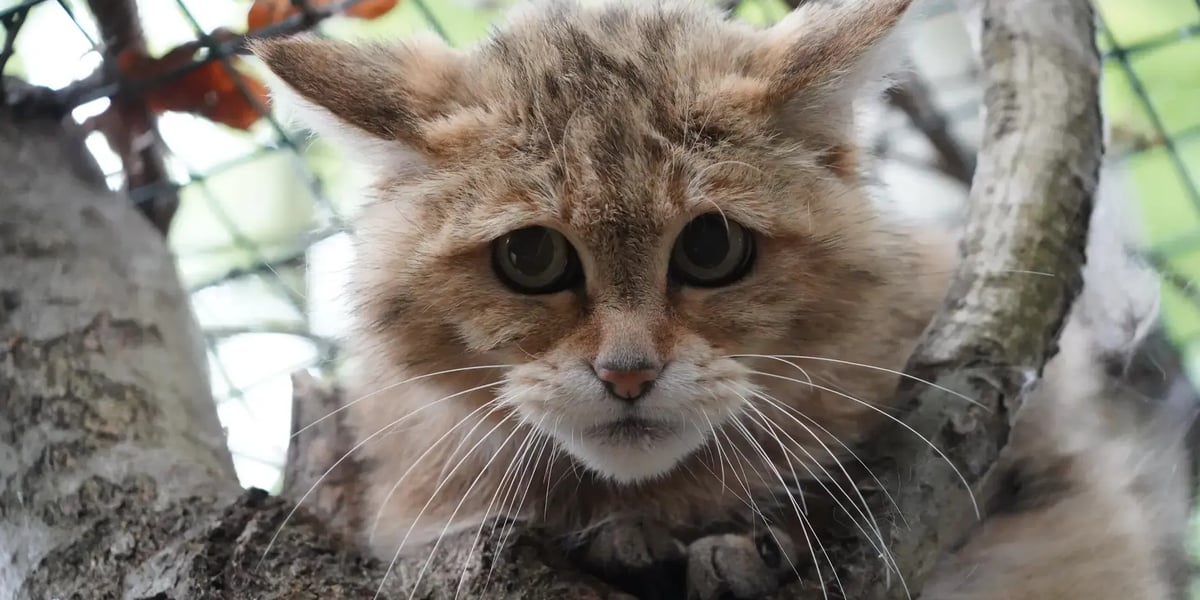 Ofka, jeden ze żbików z wrocławskiego zoo