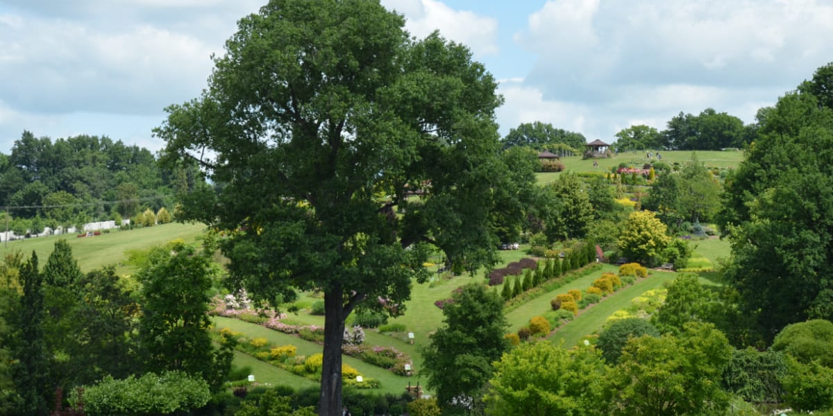Arboretum Wojsławice, czerwiec 2025