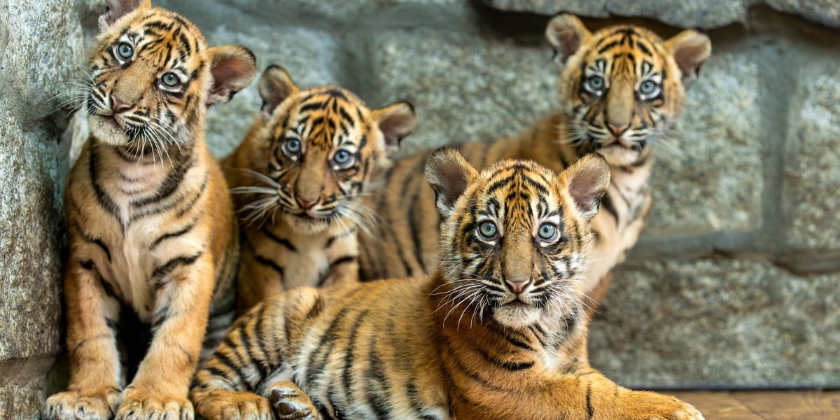Tygryski-czworaczki, które przyszły na świat we wrocławskim zoo. Były sensacją na skalę światową! We wtorek 22.07 skończą równo rok