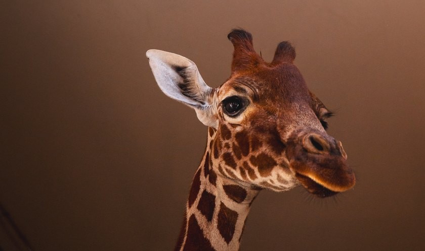 Żyrafa siatkowana Inuka z wrocławskiego zoo na chwilę przed wyruszeniem w podróż