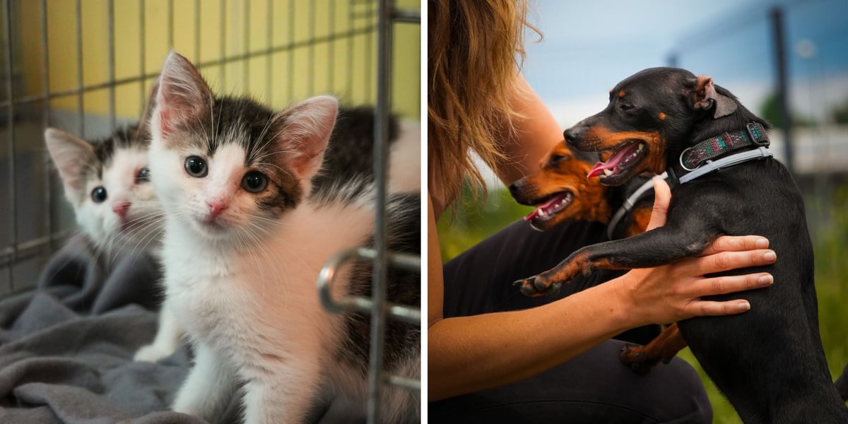 Koty i psy do adopcji z wrocławskiego schroniska dla zwierząt