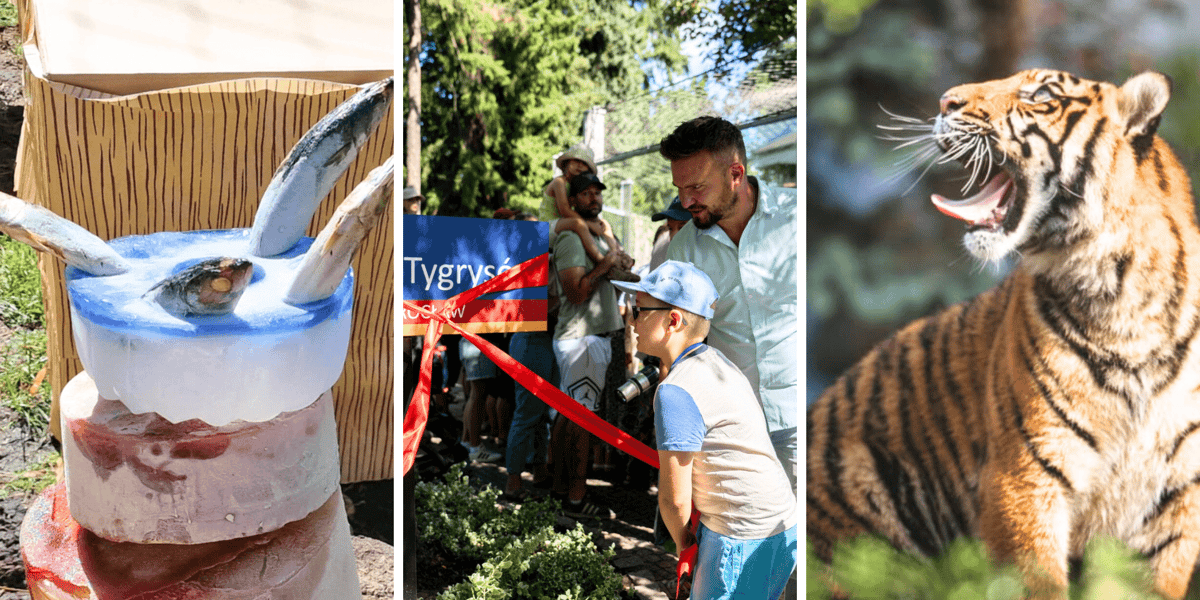 Kolaż 3 zdjęć z urodzin tygrysów-czworaczków we wrocławskim zoo. od lewej tort rybny, odsłonięcie Skweru Czterech Tygrysów, jeden z czworaczków