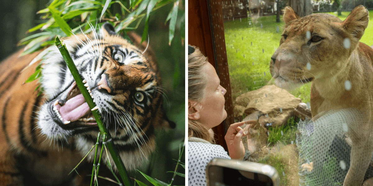 Kolaż 2 zdjęć. Tygrys sumatrzański i jedna z lwic - dzikie koty z wrocławskiego zoo