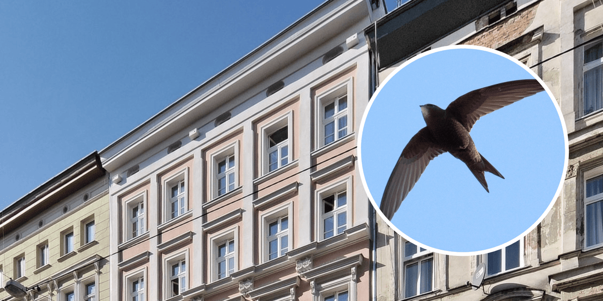 Kolaż 2 zdjęć. W tle kamienica przy ul. Prądzyńskiego we Wrocławiu. Tuż pod dachem zamieszczono budki dla jerzyków, w kółku jerzyk w locie
