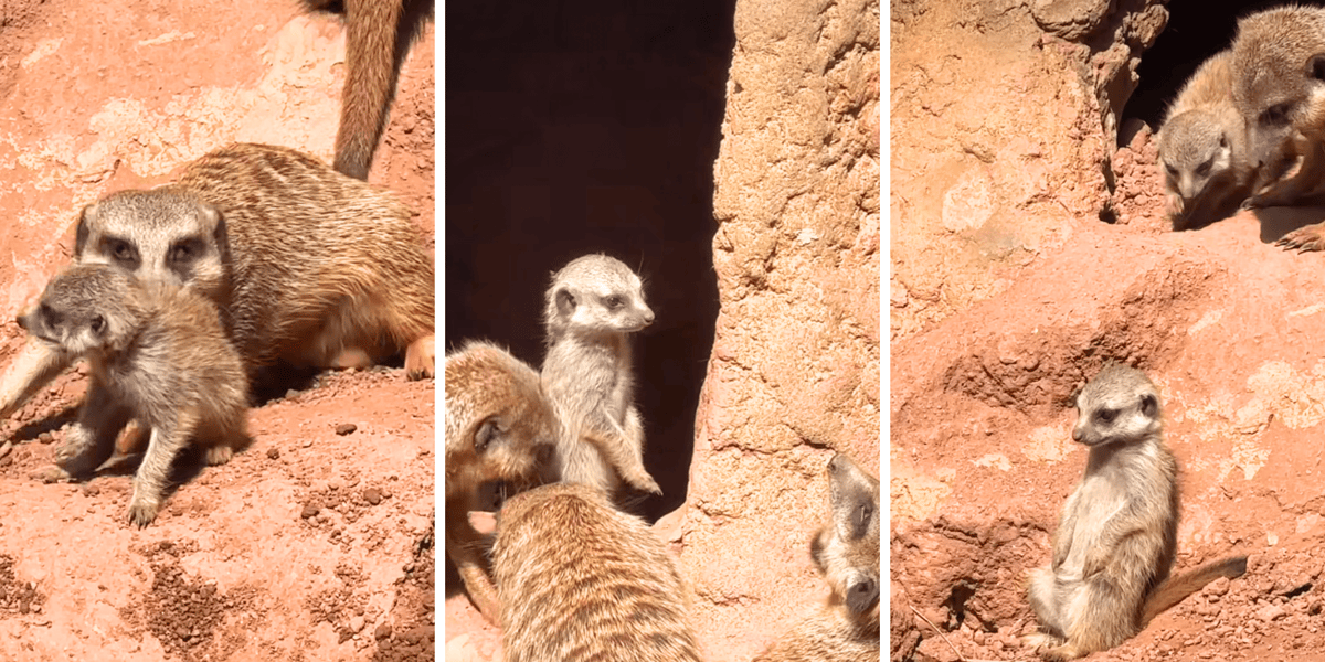 Kolaż 3 zdjęć przedstawiających młode i dorosłe surykatki z wrocławskiego zoo