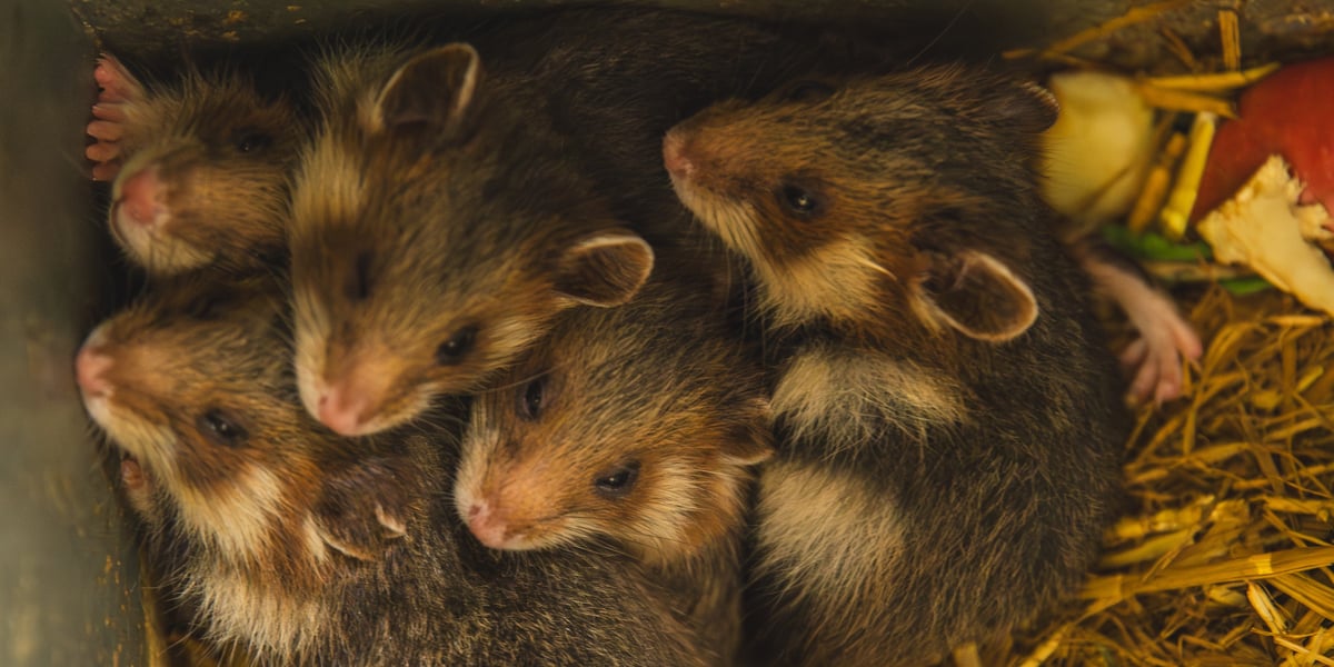5 młodych chomików europejskich, które przyszły na świat we wrocławskim zoo. Gdy podrosną, będą ważyć nawet 1 kg