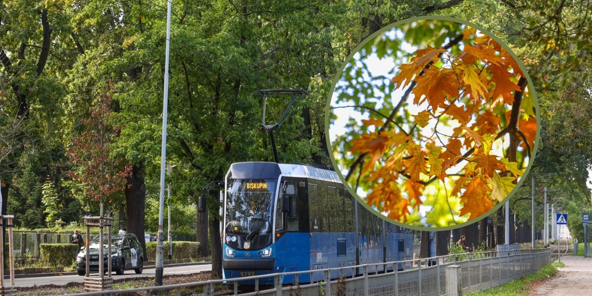 Dęby szypułkowe, ul Olszewskiego, jadący tramwaj