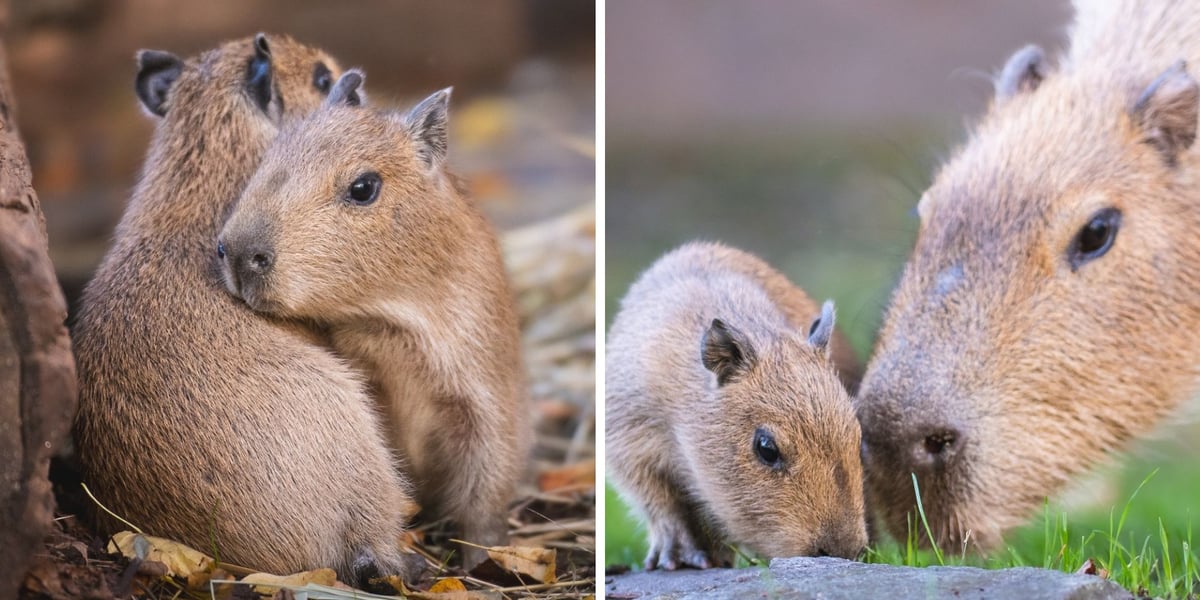 Młode kapibary w Zoo Wrocław, same oraz z matką