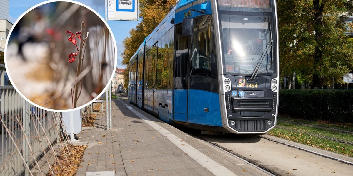 Zdjęcie przystanku z podjeżdżającym tramwajem. W małym kółku zbliżenie na roślinę - winobluszcz.