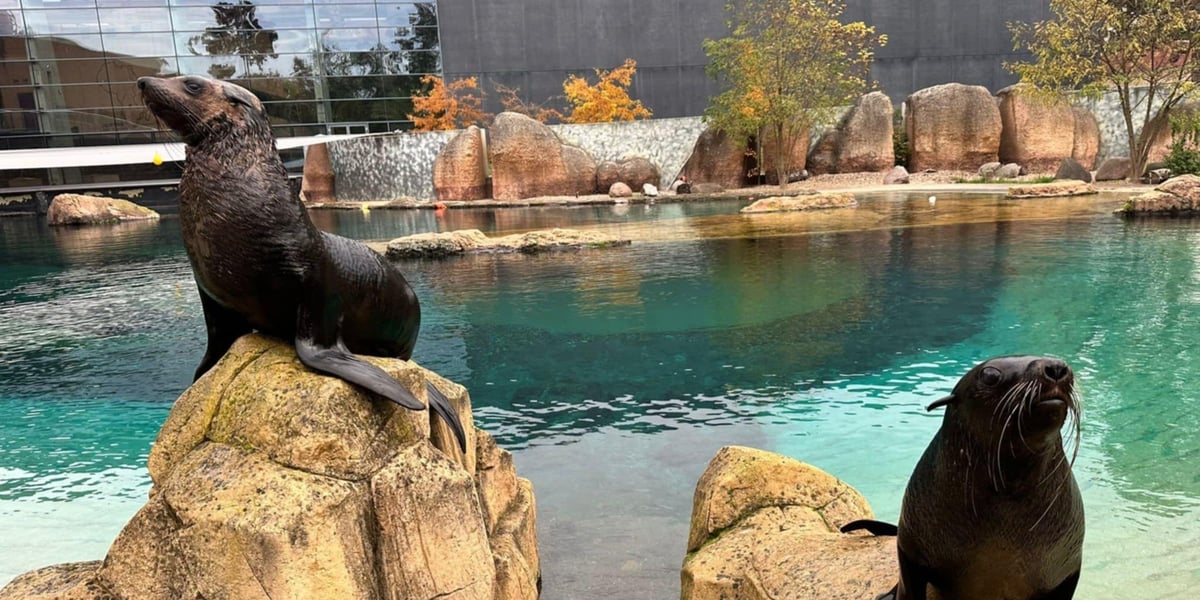 Nowe kotiki we wrocławskim zoo: z lewej Zuri, z prawej Teo