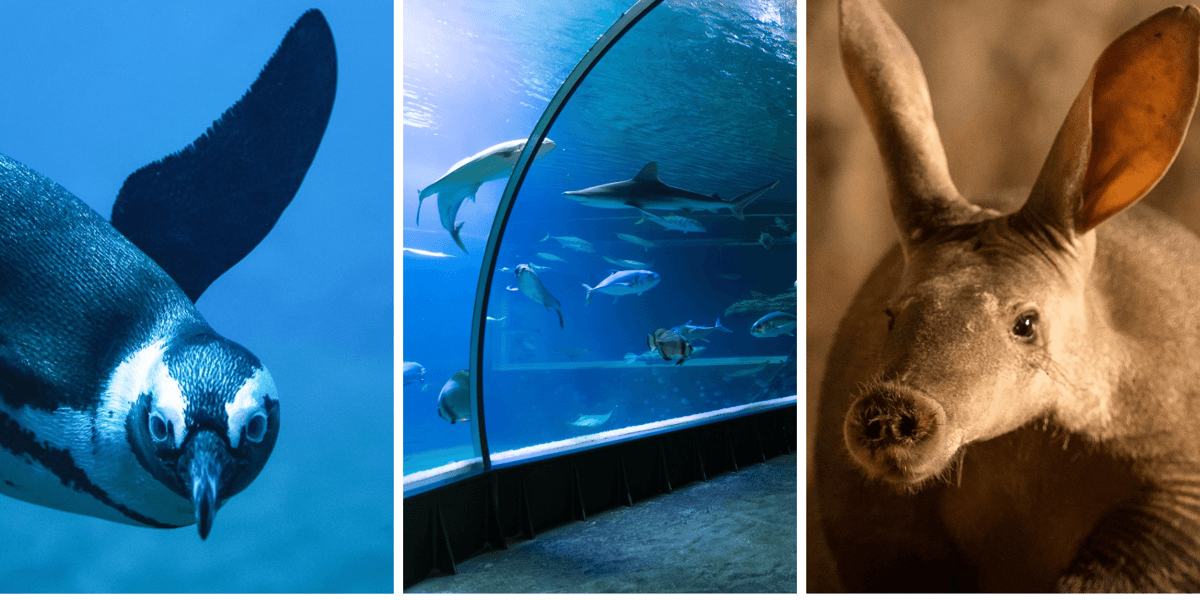 Afrykarium we wrocławskim zoo