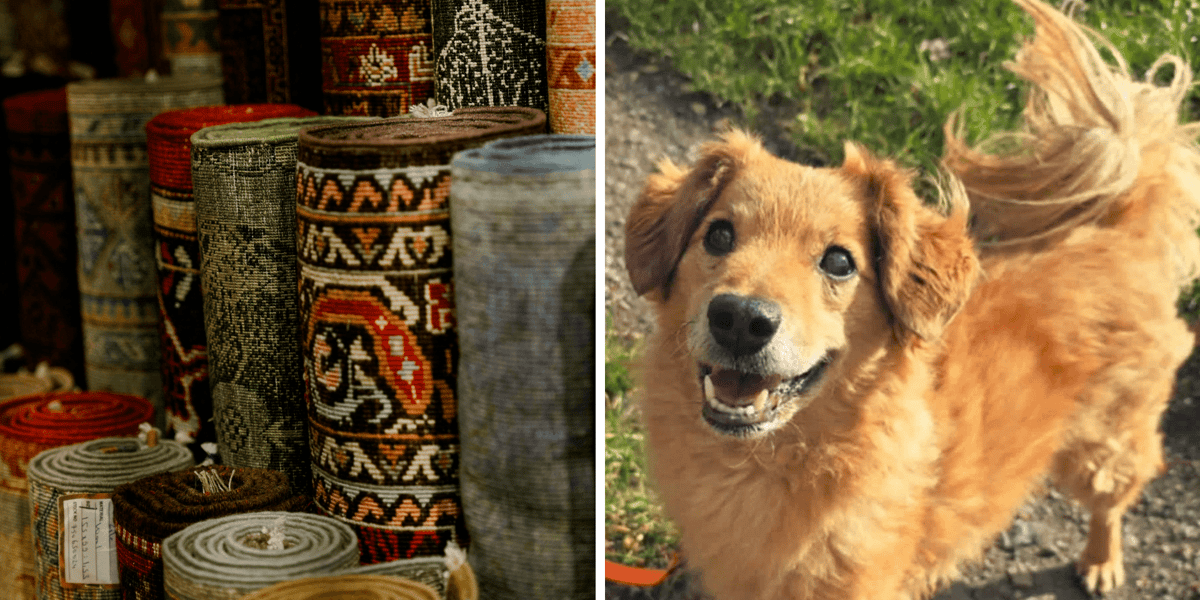 Kolaż 2 zdjęć. Z lewej dywany, z prawej 9-letni Rufus, który czeka w Schronisku na nowy dom