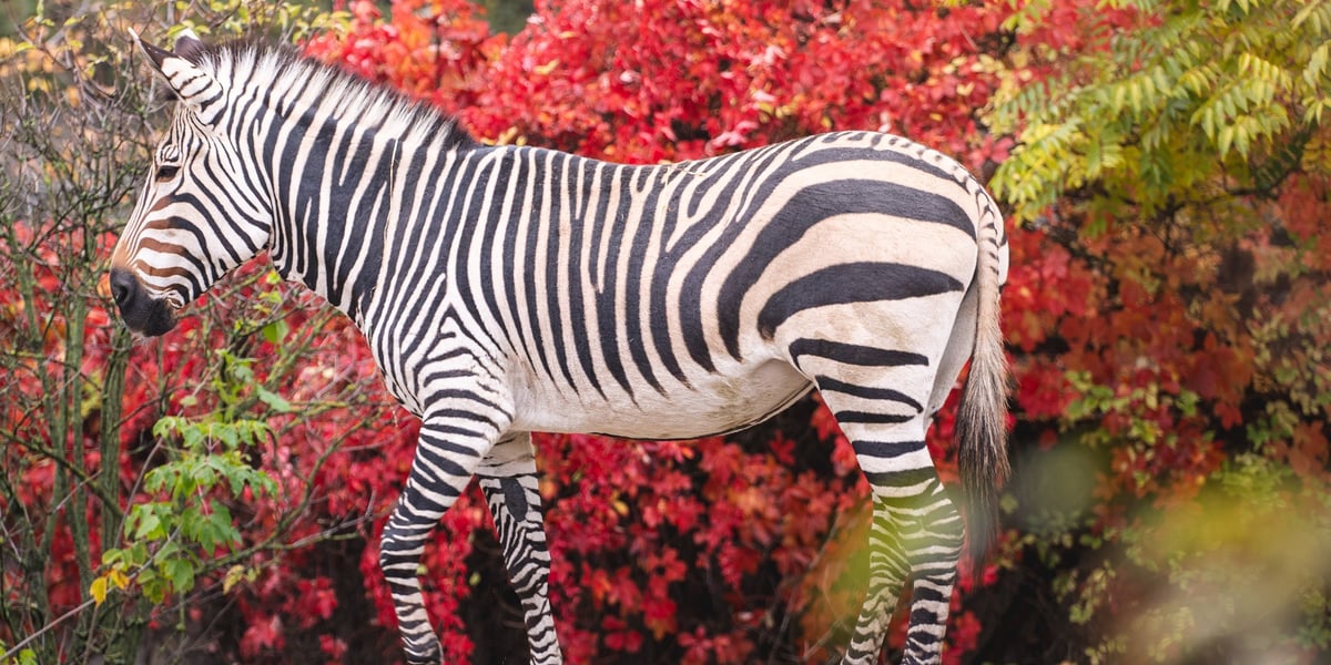 Zjawiskowa jesień we wrocławskim zoo.  Na zdjęciu zebra na tle ko9lorowych liści