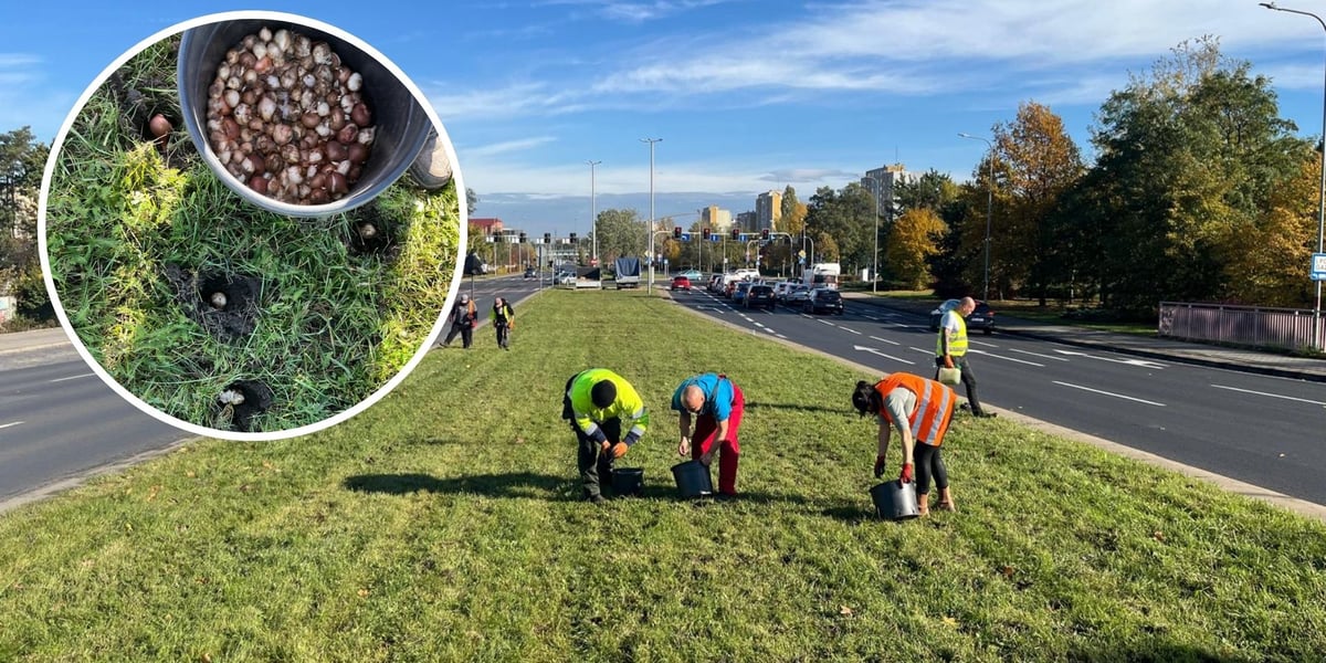Ludzie sadzący rośliny na pasie rozdziału jezdni. Nasadzenia kwiatów cebulowych przy ul. Klecińskiej. W wykadrowanym kole - wiadro z cebulkami i otwory w ziemi do posadzenia.