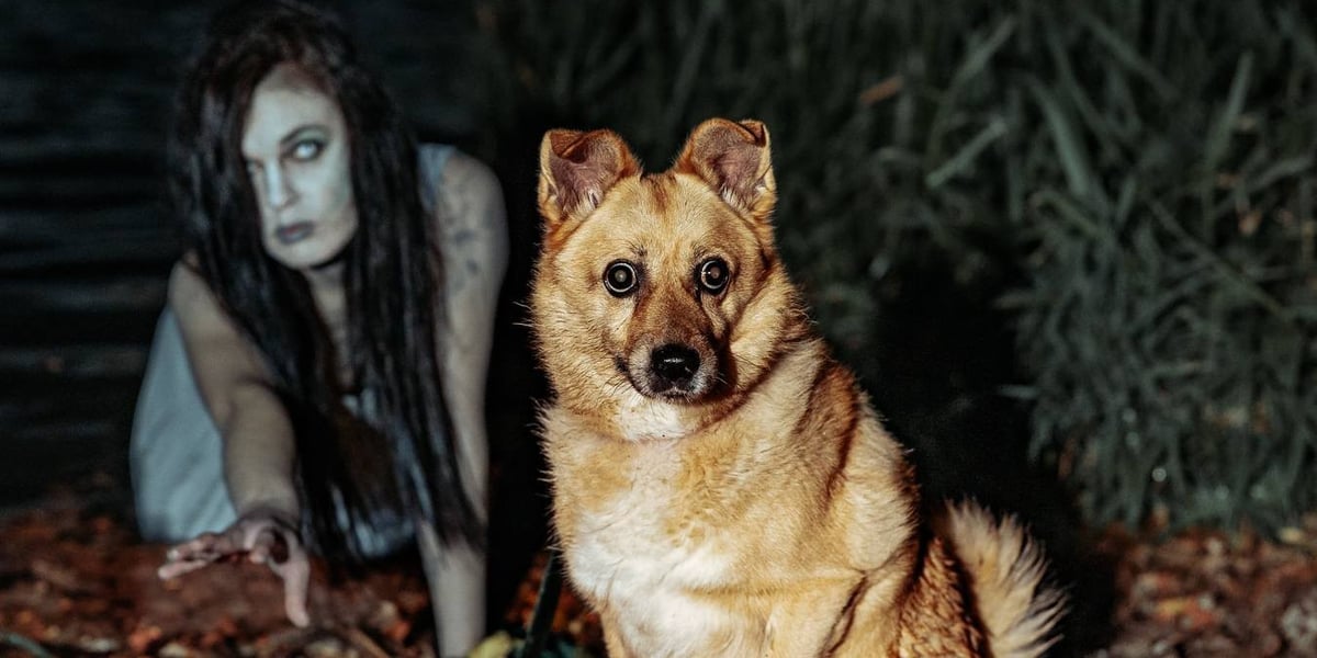 Halloweenowa sesja z podopiecznymi wrocławskiego Schroniska dla Bezdomnych Zwierząt. Na zdjęciu opiekunka kotów Aneta w roli Rusałki oraz Ares