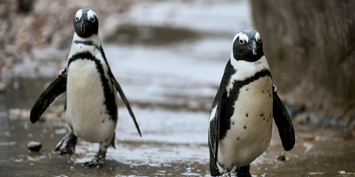 Pingwiny przylądkowe we wrocławskim zoo.