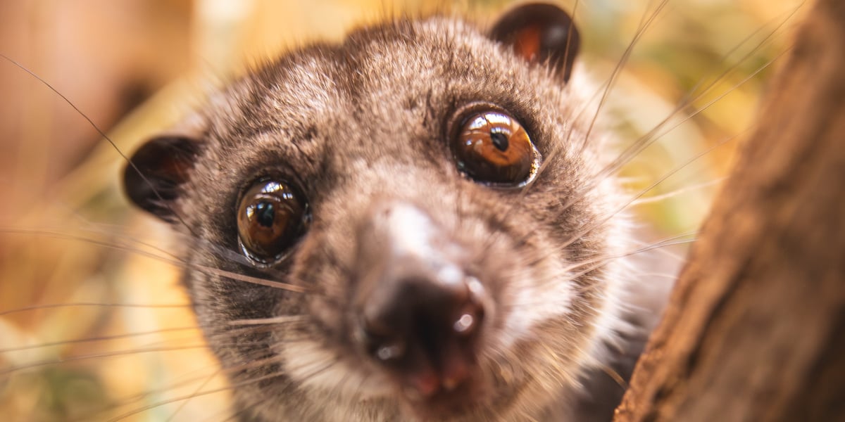 Kuskus ziemny, nowy mieszkaniec naszego zoo