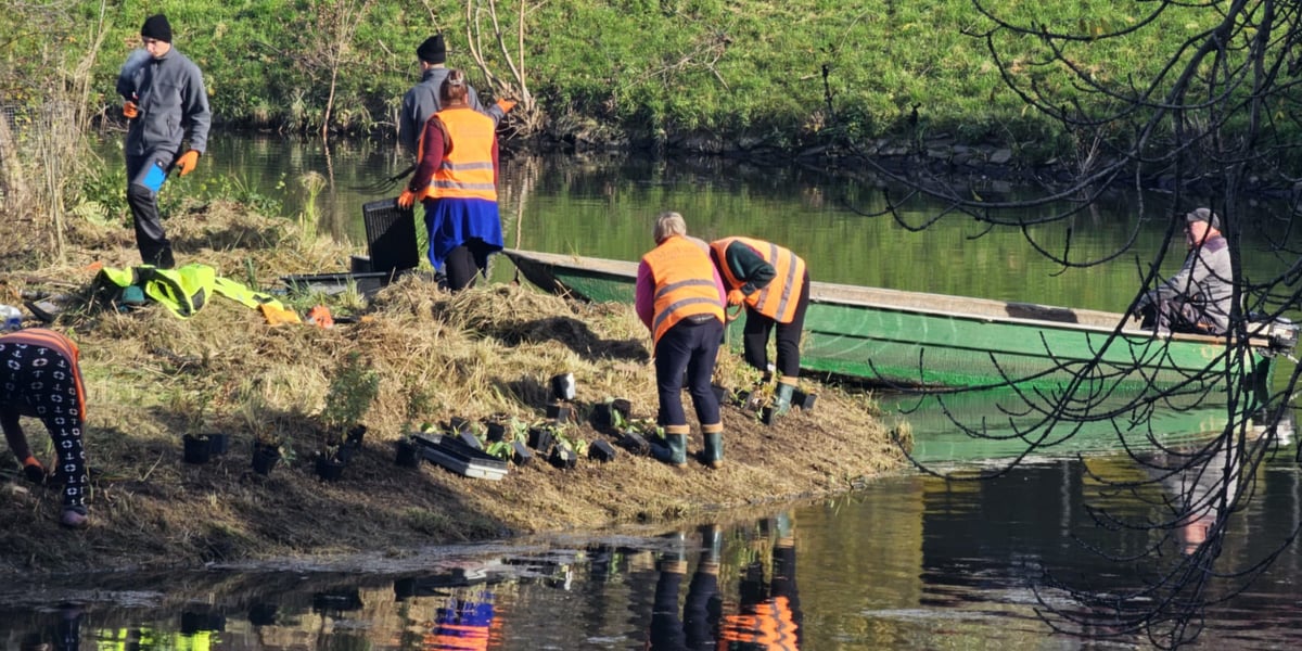Na wyspach Fosy Miejskiej zostały posadzone nowe rośliny związane ze środowiskiem wodnym