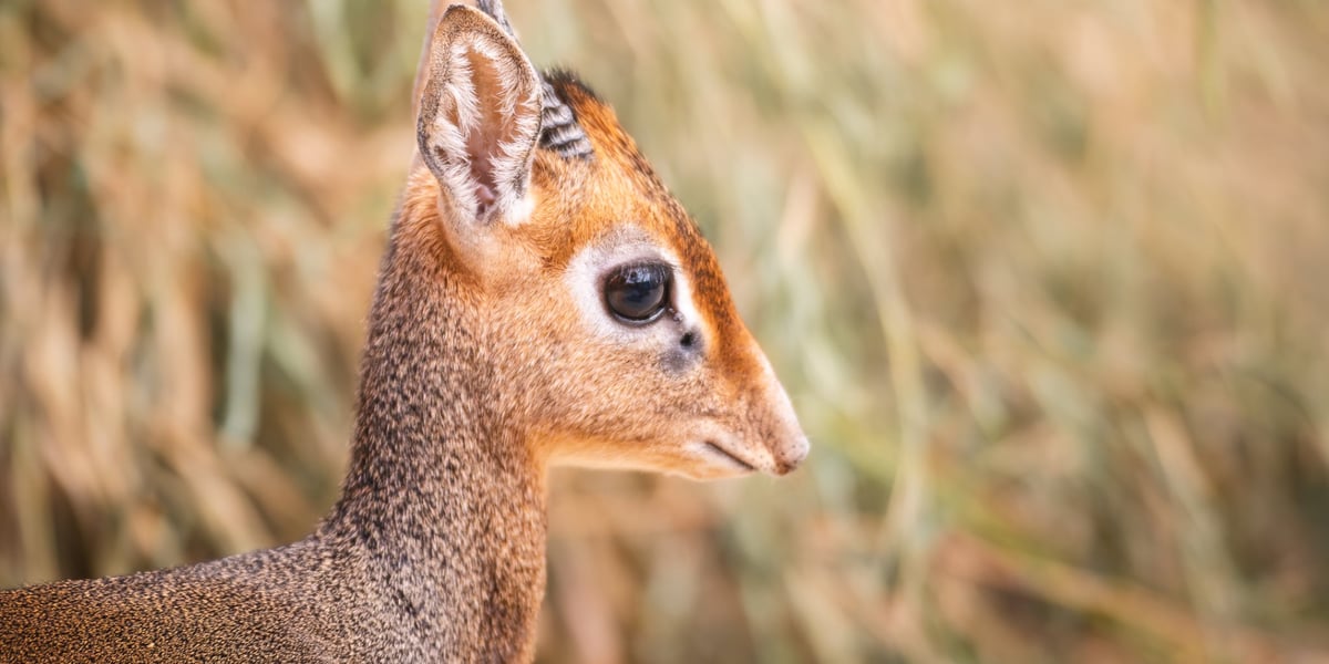 Nowy mieszkaniec naszego zoo, dikdik. 