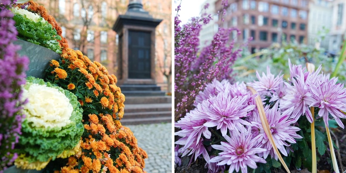 Jesienne nasadzenia rabat kwietnych, bylin i trwa ozdobnych - październik / listopad 2025 r.