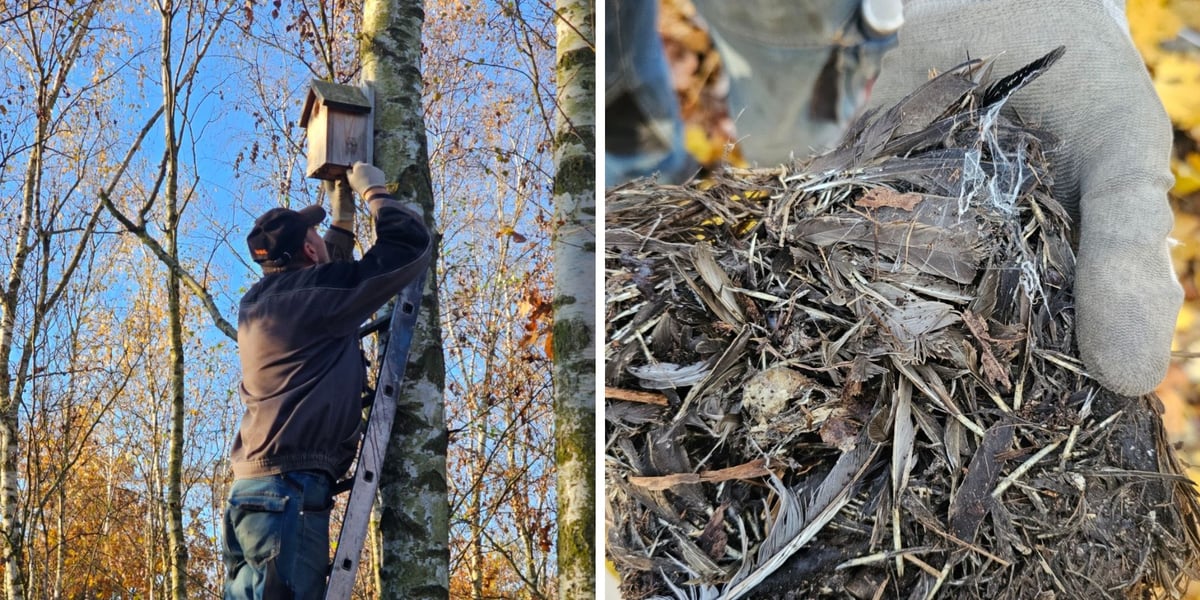 Zdjęcie podzielone na pół - z lewej człowiek na drabinie przy budce lęgowej zawieszonej na drzewie; po prawej - ptasie gniazdo wyciągnięte z budki.