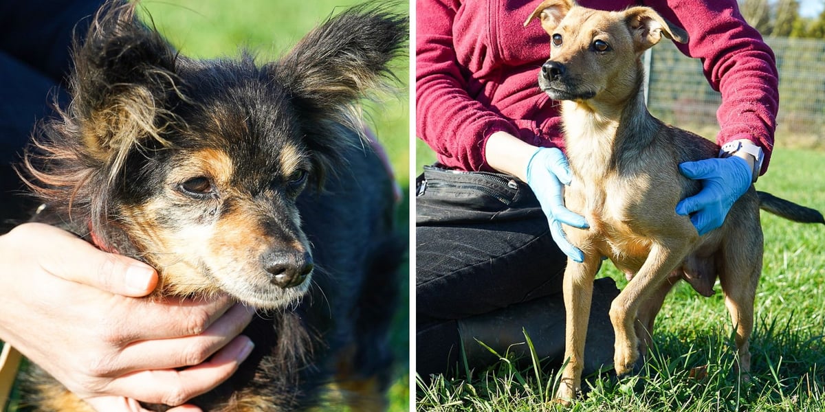 Z lewej Dora, z prawej Sisi - m.in. te psy czekają na nowy dom we wrocławskim Schronisku dla Zwierząt
