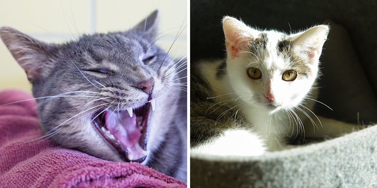 Z lewej Eira, z prawej Marika - koty do adopcji z wrocławskiego schroniska dla zwierząt w listopadzie 2025 r.