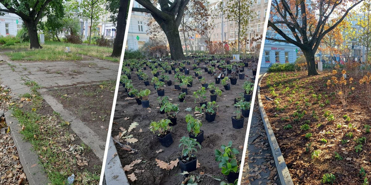 Zdjęcie podzielone na trzy części: od lewej widok na skwer przy ul. Pomorskiej i św. Wincentego przed zagospodarowaniem; w środku - to samo miejsce przygotowane do nowych nasadzeń, po prawej - skwer po zakończeniu prac ogrodniczych.