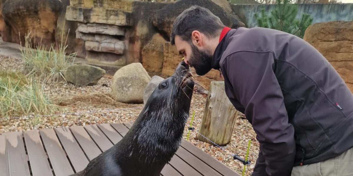 Trening medyczny kotików. Na zdjęciu opiekun Dawid Dobrach i kotik o imieniu Nelson