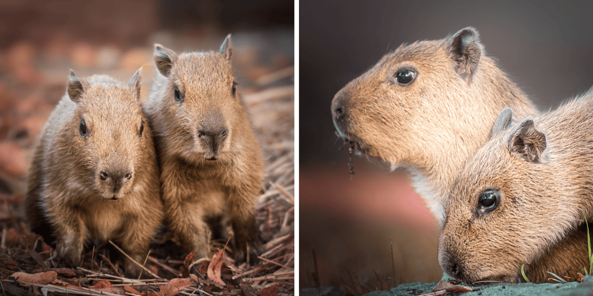 Dwie młode kapibary z wrocławskiego zoo czekają na imiona