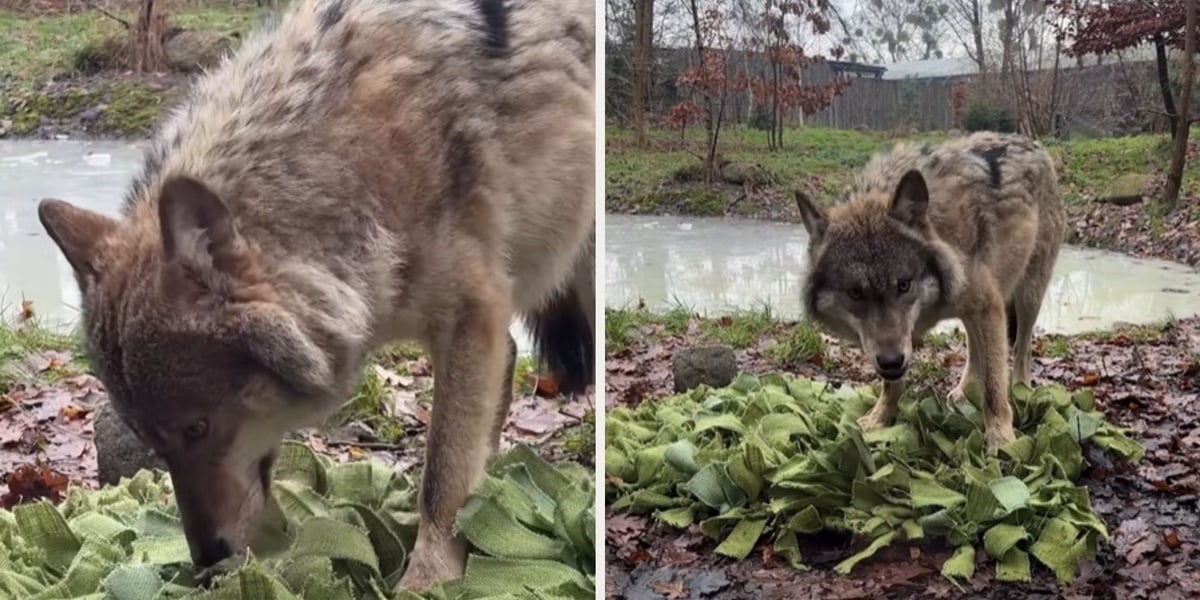 Mają nosa do smakołyków! Wilki z ZOO Wrocław zjadają mięso ze specjalnej maty węchowej | ZDJĘCIA