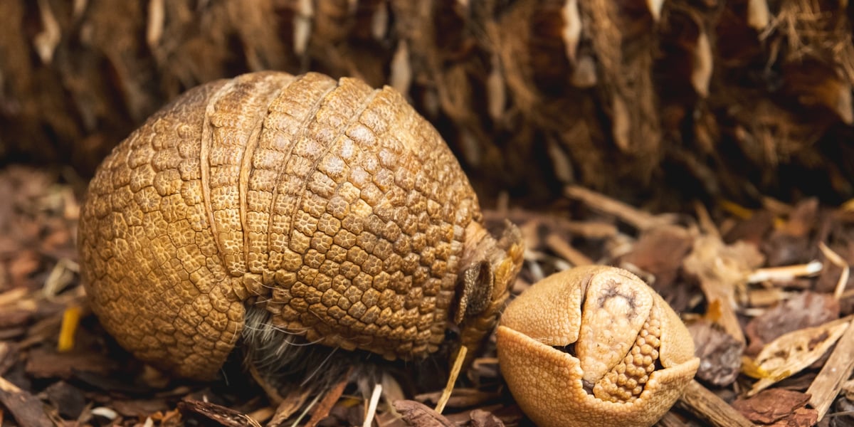 Młoda samiczka pancernika z mamą. Potrafiła zwijać się w ciasną kulkę jeszcze zanim pierwszy raz otworzyła oczy!