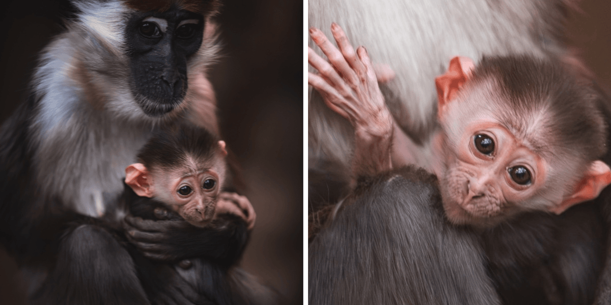 Kolaż 2 zdjęć. Z lewej mała mangaba rudoczelna z mamą, z prawej zbliżenie na twarz maleństwa
